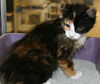 Esme