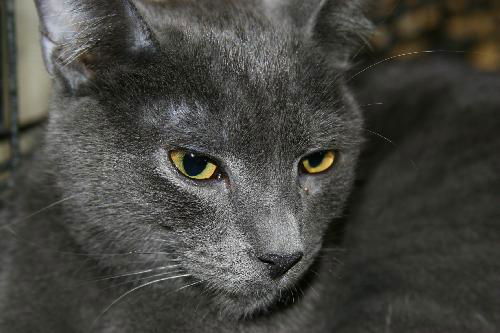 Smokey