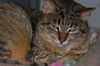 Snuggles*Declawed*