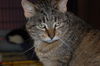 Snuggles*Declawed*