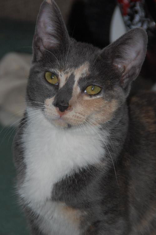 Lyla