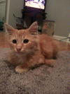Seamus