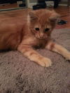 Seamus