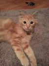 Seamus