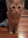 Seamus