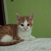 Dodger
