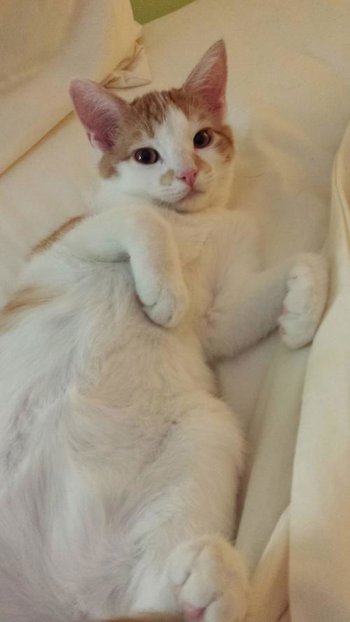 Dodger
