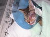 Graphic Pictures Jack Jack Sparrow
