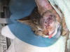 Graphic Pictures Jack Jack Sparrow