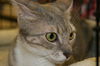 Libby