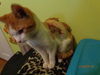 Graham