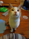 Graham