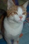 Graham
