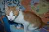 Graham