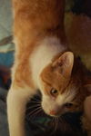 Graham