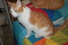 Graham