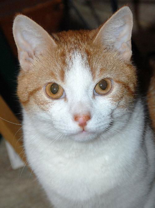 Graham