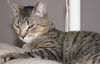 Jinxy