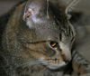 Jinxy