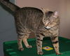Jinxy