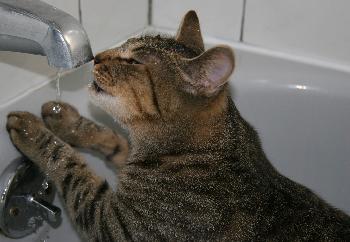 Jinxy