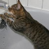 Jinxy
