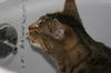 Jinxy
