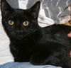 Gidget
