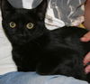 Gidget