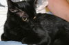 Gidget
