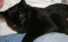 Gidget