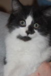 Pongo