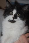 Pongo