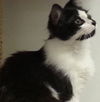 Pongo