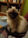 Simon *Special Needs*