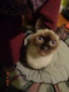 Simon *Special Needs*