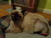Simon *Special Needs*