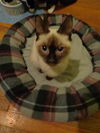 Simon *Special Needs*