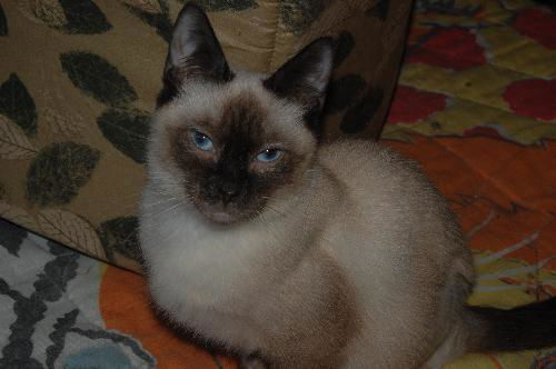 Simon *Special Needs*