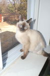 Simon *Special Needs*