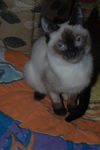 Simon *Special Needs*