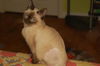 Simon *Special Needs*