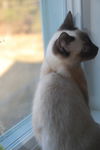 Simon *Special Needs*