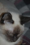 Simon *Special Needs*
