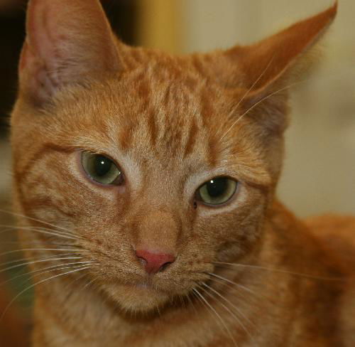 Mr. Bojangles