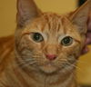 Mr. Bojangles