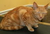 Mr. Bojangles
