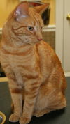 Mr. Bojangles