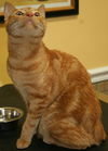 Mr. Bojangles