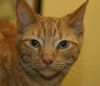 Mr. Bojangles